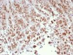 Interleukin-15 (IL-15) Antibody in Immunohistochemistry (Paraffin) (IHC (P))