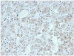 Interleukin-15 (IL-15) Antibody in Immunohistochemistry (Paraffin) (IHC (P))