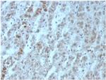 Interleukin-15 (IL-15) Antibody in Immunohistochemistry (Paraffin) (IHC (P))