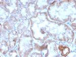 CD137/4-1BB/TNFRSF9 Antibody in Immunohistochemistry (Paraffin) (IHC (P))