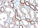 CD137/4-1BB/TNFRSF9 Antibody in Immunohistochemistry (Paraffin) (IHC (P))