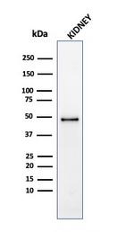 CD137/4-1BB/TNFRSF9 Antibody in Western Blot (WB)