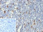 IL-18 (Interleukin-6)/Interferon beta-2 (Hybridoma Growth Factor) Antibody in Immunohistochemistry (Paraffin) (IHC (P))