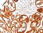 IL-6 (Interleukin-6)/Interferon beta-2 (Hybridoma Growth Factor) Antibody in Immunohistochemistry (Paraffin) (IHC (P))