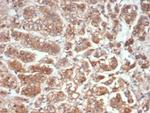 IL-18 (Interleukin-6)/Interferon beta-2 (Hybridoma Growth Factor) Antibody in Immunohistochemistry (Paraffin) (IHC (P))