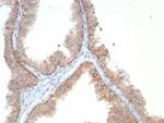 IL-18 (Interleukin-6)/Interferon beta-2 (Hybridoma Growth Factor) Antibody in Immunohistochemistry (Paraffin) (IHC (P))