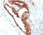 Aquaporin 4 (AQP4) Antibody in Immunohistochemistry (Paraffin) (IHC (P))