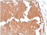 Aquaporin 4 (AQP4) Antibody in Immunohistochemistry (Paraffin) (IHC (P))