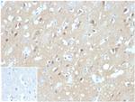 Aquaporin 4 (AQP4) Antibody in Immunohistochemistry (Paraffin) (IHC (P))