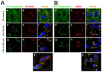 JAM-A (CD321) Antibody in Immunocytochemistry (ICC/IF)