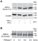 JAM-A (CD321) Antibody in Western Blot (WB)