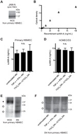 JAM-A (CD321) Antibody in Western Blot (WB)