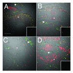 JAM-A (CD321) Antibody in Immunohistochemistry (IHC)