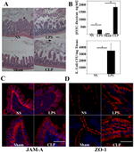 JAM-A (CD321) Antibody in Immunohistochemistry (Paraffin) (IHC (P))