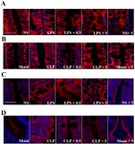 JAM-A (CD321) Antibody in Immunohistochemistry (Paraffin) (IHC (P))