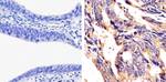 JAM-A (CD321) Antibody in Immunohistochemistry (Paraffin) (IHC (P))