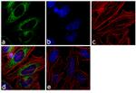 GRP94 Antibody in Immunocytochemistry (ICC/IF)