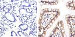 CD138 Antibody in Immunohistochemistry (Paraffin) (IHC (P))