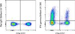 IFN gamma Antibody in Flow Cytometry (Flow)