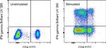 IFN gamma Antibody in Flow Cytometry (Flow)