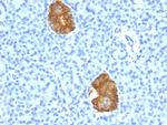 Insulin/IRDN (beta-Cell and Insulinoma Marker) Antibody in Immunohistochemistry (Paraffin) (IHC (P))