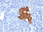 Insulin/IRDN (beta-Cell and Insulinoma Marker) Antibody in Immunohistochemistry (Paraffin) (IHC (P))