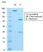 Insulin/IRDN Antibody in SDS-PAGE (SDS-PAGE)