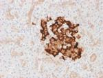 Insulin/IRDN Antibody in Immunohistochemistry (Paraffin) (IHC (P))