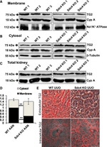 Syndecan 4 Antibody in Western Blot (WB)