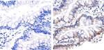 Syndecan 4 Antibody in Immunohistochemistry (Paraffin) (IHC (P))