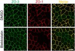 ZO-3 Antibody in Immunocytochemistry (ICC/IF)