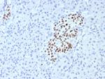 INSM1 (Pan-Neuroendocrine Marker) Antibody in Immunohistochemistry (Paraffin) (IHC (P))