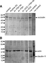 Claudin 11 Antibody in Western Blot (WB)