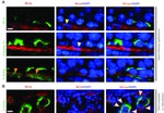 Claudin 11 Antibody in Immunohistochemistry (IHC)