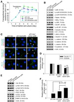 ZO-1 Antibody in Western Blot (WB)