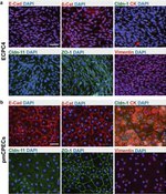 Claudin 11 Antibody in Immunocytochemistry (ICC/IF)