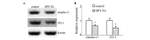 Claudin 11 Antibody in Western Blot (WB)