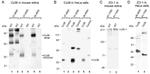 Connexin 36 Antibody in Western Blot (WB)