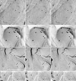 Connexin 36 Antibody in Immunomicroscopy (IM)