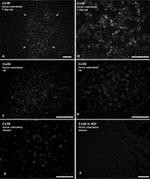 Connexin 36 Antibody in Immunohistochemistry (IHC)