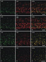 Connexin 36 Antibody in Immunohistochemistry (IHC)