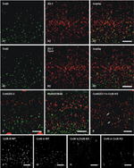 Connexin 36 Antibody in Immunohistochemistry (IHC)