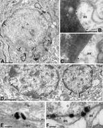 Connexin 47 Antibody in Immunomicroscopy (IM)