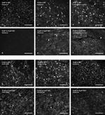 Connexin 47 Antibody in Immunohistochemistry (IHC)