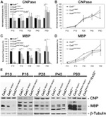 Connexin 47 Antibody in Western Blot (WB)