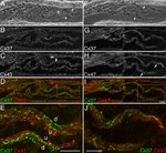 Connexin 47 Antibody in Immunohistochemistry (IHC)