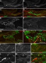 Connexin 47 Antibody in Immunohistochemistry (IHC)