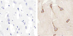 Connexin 47 Antibody in Immunohistochemistry (Paraffin) (IHC (P))