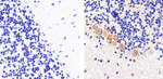 Connexin 47 Antibody in Immunohistochemistry (Paraffin) (IHC (P))