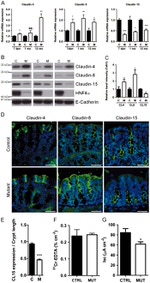 Claudin 4 Antibody in Western Blot, Immunohistochemistry (WB, IHC)